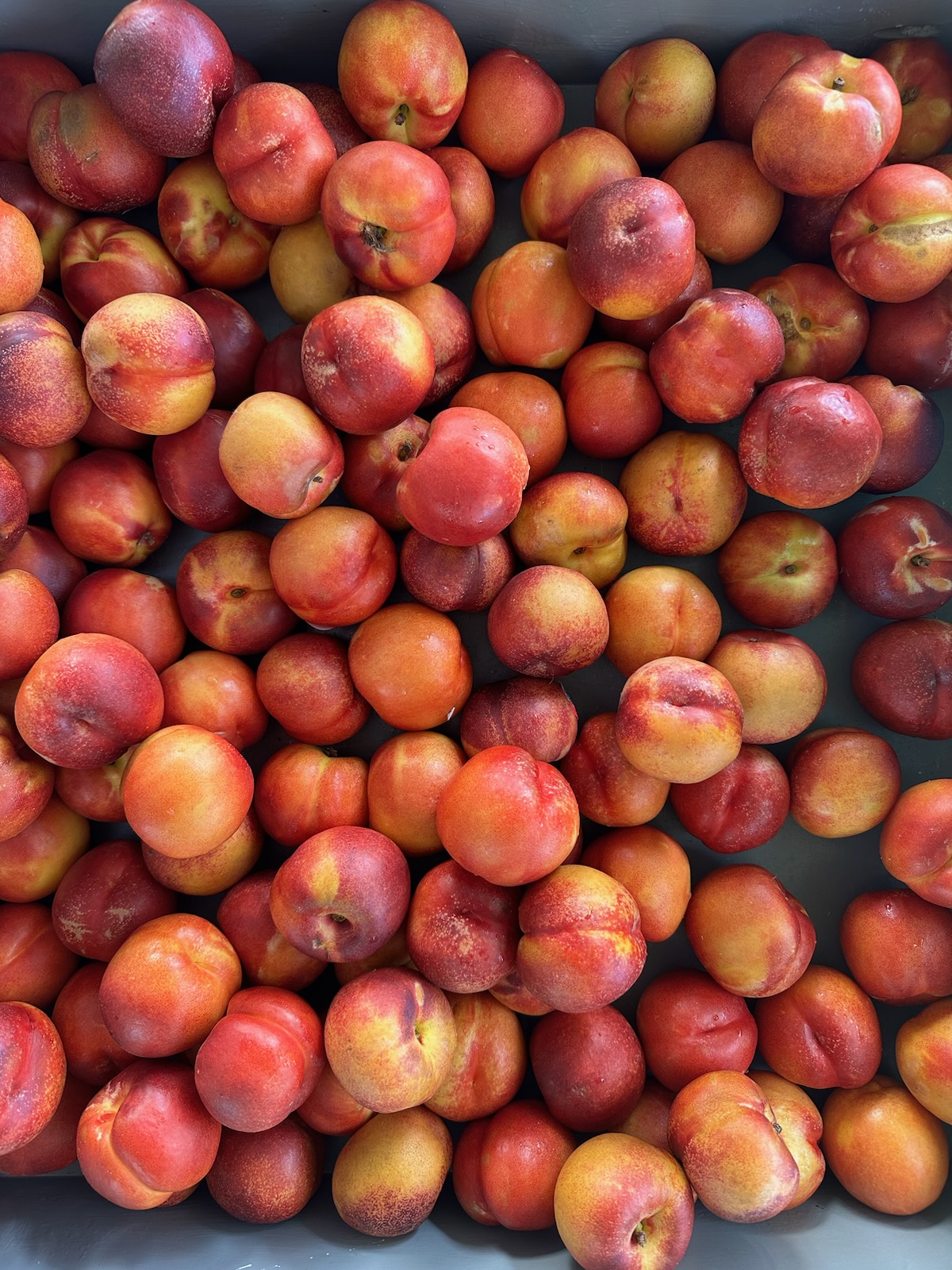 Nectarines Display